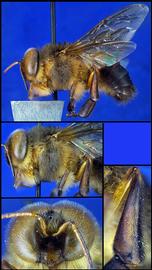   Apis koschevnikovi  drone, photo: A.H. Smith-Pardo 
